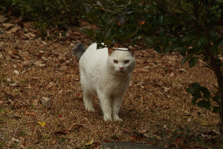 猫4