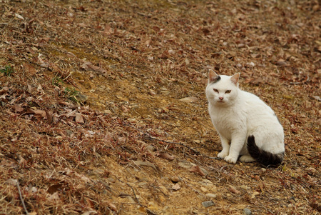 猫5