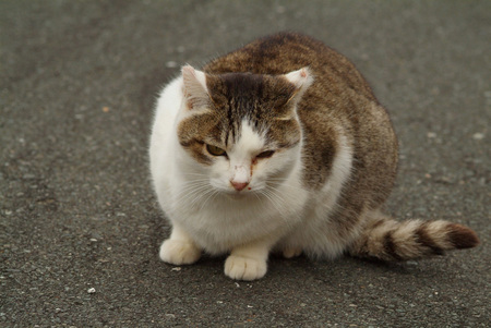 猫6